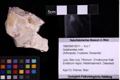 Foto (Objekt + Etiketten) von Galatheoidea indet. (NHMW-GEO-1990-0041-0511)